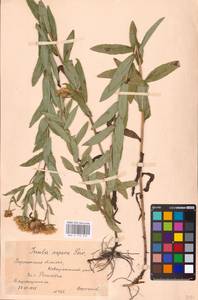 Pentanema salicinum subsp. asperum (Poir.) Mosyakin, Восточная Европа, Центральный лесостепной район (E6) (Россия)