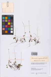 Лютик крошечный Wahlenb., Сибирь, Западная Сибирь (S1) (Россия)