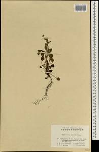 Thyrocarpus sampsonii Hance, Зарубежная Азия (ASIA) (КНР)