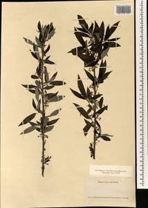 Debregeasia edulis (Siebold & Zucc.) Wedd., Зарубежная Азия (ASIA) (Япония)