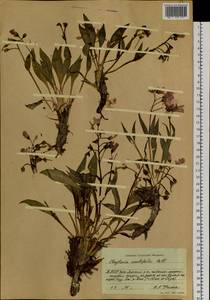 Клайтония остролистная Pall. ex Willd., Сибирь, Якутия (S5) (Россия)