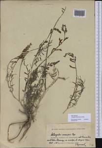 Astragalus kustanaicus Popov, Средняя Азия и Казахстан, Прикаспийский Устюрт и Северное Приаралье (M8) (Казахстан)