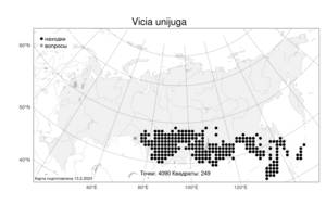 Vicia unijuga, Горошек однопарный A.Braun, Атлас флоры России (FLORUS) (Россия)