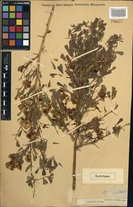 Halimodendron halodendron var. albiflorum (Kar. & Kir.)Prjech., Средняя Азия и Казахстан, Джунгарский Алатау и Тарбагатай (M5) (Казахстан)