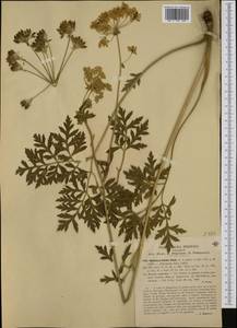 Grafia golaka (Hacq.) Rchb., Западная Европа (EUR) (Италия)