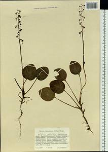 Pyrola asarifolia subsp. incarnata (DC.) A. E. Murray, Сибирь, Дальний Восток (S6) (Россия)