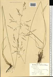 Щучка дернистая (L.) P.Beauv., Восточная Европа, Западно-Украинский район (E13) (Украина)