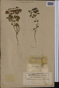 Euphorbia lathyris L., Западная Европа (EUR) (Франция)