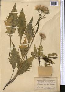 Соссюрея горькая, Горькуша горькая (L.) DC., Средняя Азия и Казахстан, Северный и Центральный Казахстан (M10) (Казахстан)