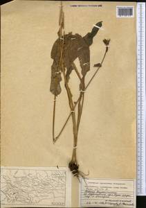 Скерда сибирская L., Средняя Азия и Казахстан, Памир и Памиро-Алай (M2) (Таджикистан)