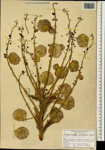 Megacarpaea polyandra Benth., Зарубежная Азия (ASIA) (Индия)