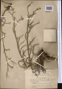 Кузиния ложномягкая C. Winkl., Средняя Азия и Казахстан, Сырдарьинские пустыни и Кызылкумы (M7) (Узбекистан)