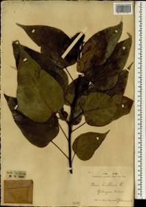 Bixa orellana L., Зарубежная Азия (ASIA) (Индонезия)