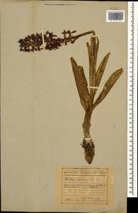 Ятрышник мужской (L.) L., Кавказ, Азербайджан (K6) (Азербайджан)