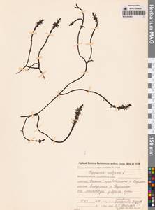 Хвостник обыкновенный, Водяная сосенка L., Сибирь, Чукотка и Камчатка (S7) (Россия)