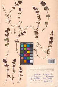 MHA 0 155 855, Будра плющевидная L., Восточная Европа, Центральный лесостепной район (E6) (Россия)