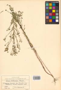 Лен стеллеровидный Planch., Сибирь, Дальний Восток (S6) (Россия)