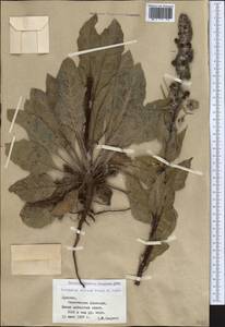 Verbascum varians Freyn & Sint., Кавказ, Армения (K5) (Армения)