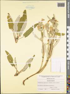 Betonica nivea subsp. nivea, Кавказ, Северная Осетия, Ингушетия и Чечня (K1c) (Россия)