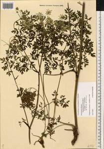 Oreoselinum nigrum Delarbre, Восточная Европа, Центральный район (E4) (Россия)