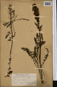 Pedicularis leucodon, Западная Европа (EUR) (Болгария)