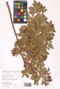 Шиповник бальзамический Besser, Восточная Европа, Нижневолжский район (E9) (Россия)