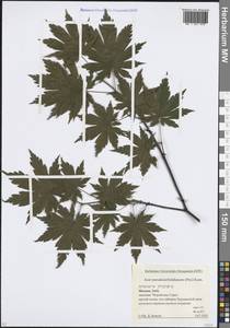 Клен ложнозибольдов (Pax) Kom., Восточная Европа, Московская область и Москва (E4a) (Россия)