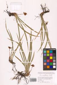 Ирис одноцветковый, Касатик одноцветковый Pall. ex Link, Сибирь, Дальний Восток (S6) (Россия)