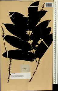 Polyscias nodosa (Blume) Seem., Зарубежная Азия (ASIA) (Филиппины)
