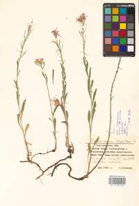 Клаусия солнцепечная (Stephan ex Willd.) Korn.-Trotzky, Восточная Европа, Нижневолжский район (E9) (Россия)