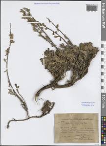 Полынь куроголовчатая, Полынь заячьеголовая (Fisch. ex Besser) DC., Сибирь, Дальний Восток (S6) (Россия)