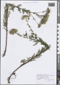 Тысячелистник благородный L., Восточная Европа, Волжско-Камский район (E7) (Россия)