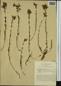 Hypericum barbatum, Западная Европа (EUR) (Италия)