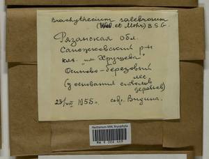 Brachythecium salebrosum (Hoffm. ex F. Weber & D. Mohr) Schimp., Гербарий мохообразных, Мхи - Центральное Нечерноземье (B6) (Россия)