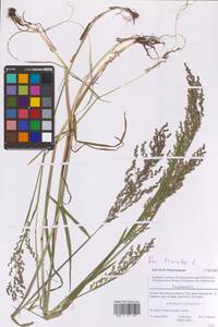 Мятлик обыкновенный L., Восточная Европа, Московская область и Москва (E4a) (Россия)