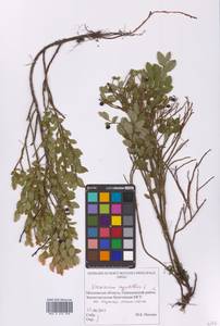 Черника обыкновенная L., Восточная Европа, Московская область и Москва (E4a) (Россия)