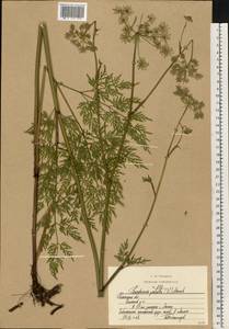 Гирчовница болотная (L.) Hoffm., Восточная Европа, Центральный район (E4) (Россия)