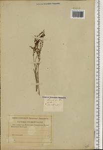 Щавель воробьиный, Щавелек L., Восточная Европа, Московская область и Москва (E4a) (Россия)