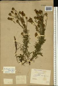 Centaurea stoebe subsp. stoebe, Восточная Европа, Центральный лесостепной район (E6) (Россия)