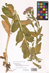 Вечерница густоволосистая Borbás & Degen, Восточная Европа, Центральный лесостепной район (E6) (Россия)