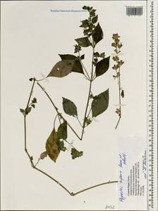 Hypoestes triflora (Forssk.) Roem. & Schult., Зарубежная Азия (ASIA) (Непал)