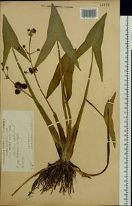 Стрелолист обыкновенный L., Восточная Европа, Центральный лесостепной район (E6) (Россия)