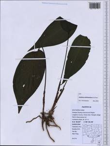 Aspidistra dolichanthera X.X.Chen, Зарубежная Азия (ASIA) (КНР)