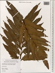 Woodwardia japonica (L. fil.) Sm., Зарубежная Азия (ASIA) (Вьетнам)