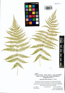 Кочедыжник женский (L.) Roth, Сибирь, Прибайкалье и Забайкалье (S4) (Россия)