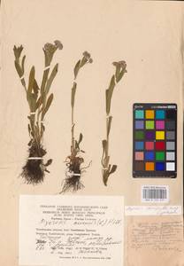 MHA 0 153 459, Myosotis alpestris subsp. suaveolens (Waldst. & Kit. ex Willd.) Strid, Восточная Европа, Восточный район (E10) (Россия)