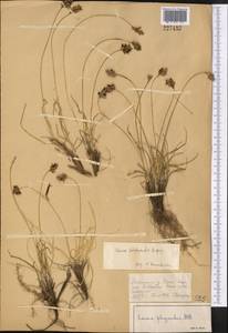 Carex subphysodes Popov ex V.I.Krecz., Средняя Азия и Казахстан, Муюнкумы, Прибалхашье и Бетпак-Дала (M9) (Казахстан)