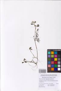 Лютик Риона, Шелковник Риона Lagger, Восточная Европа, Нижневолжский район (E9) (Россия)