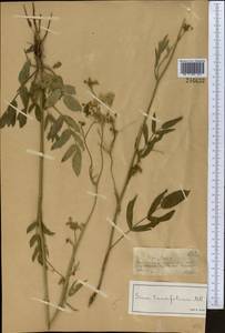 Поручейник сахарный L., Средняя Азия и Казахстан, Джунгарский Алатау и Тарбагатай (M5) (Казахстан)