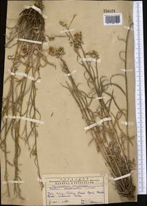 Кузиния ложномягкая C. Winkl., Средняя Азия и Казахстан, Западный Тянь-Шань и Каратау (M3) (Казахстан)